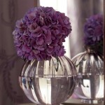 Hortensias